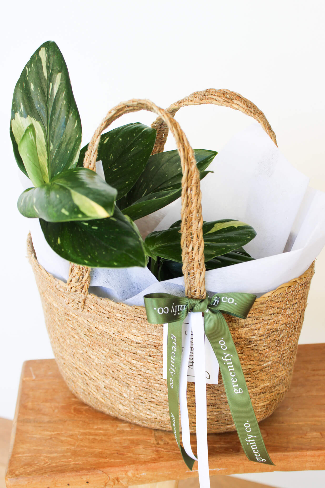 Variegated Monstera Standleyana