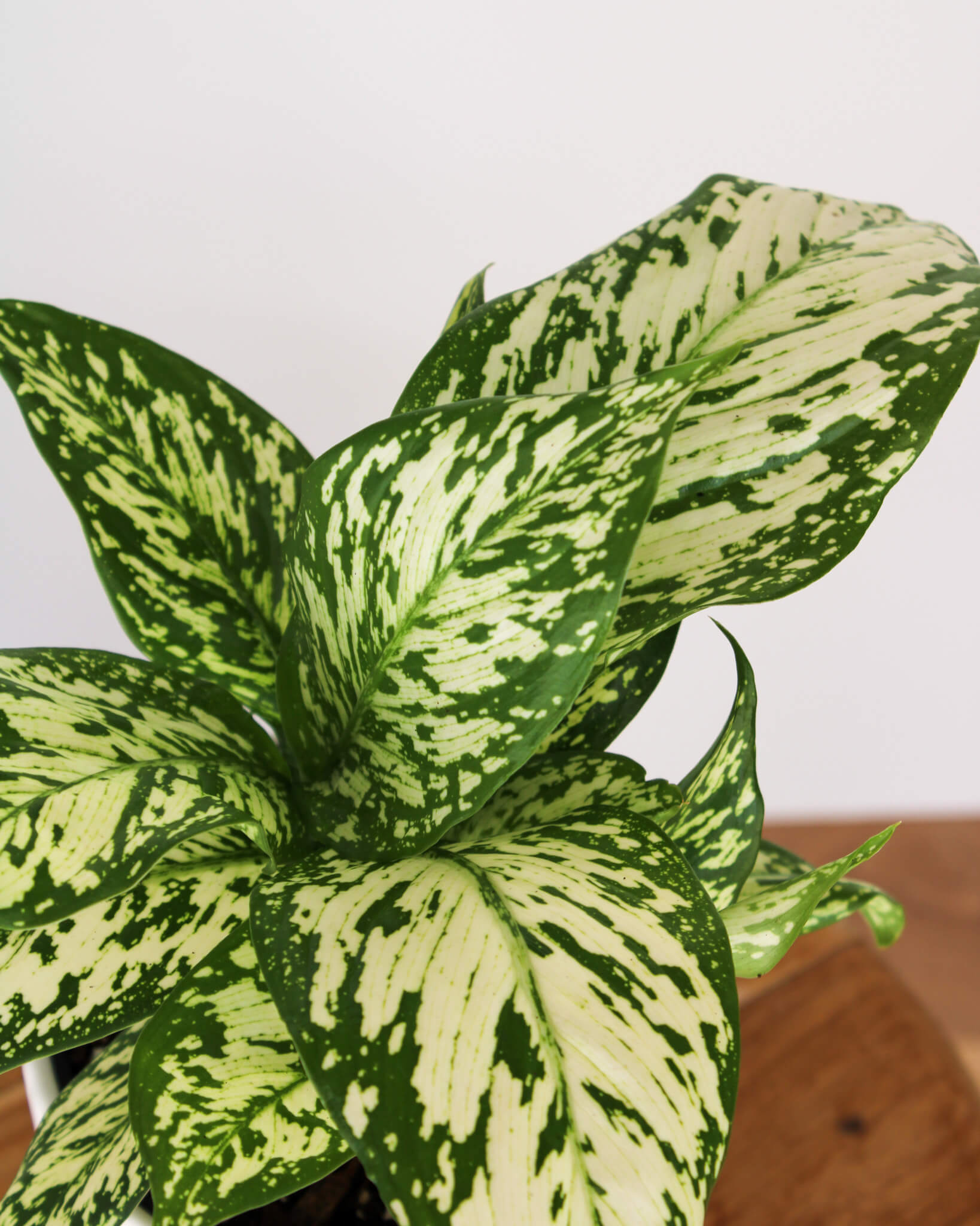 Dieffenbachia White Blizzard
