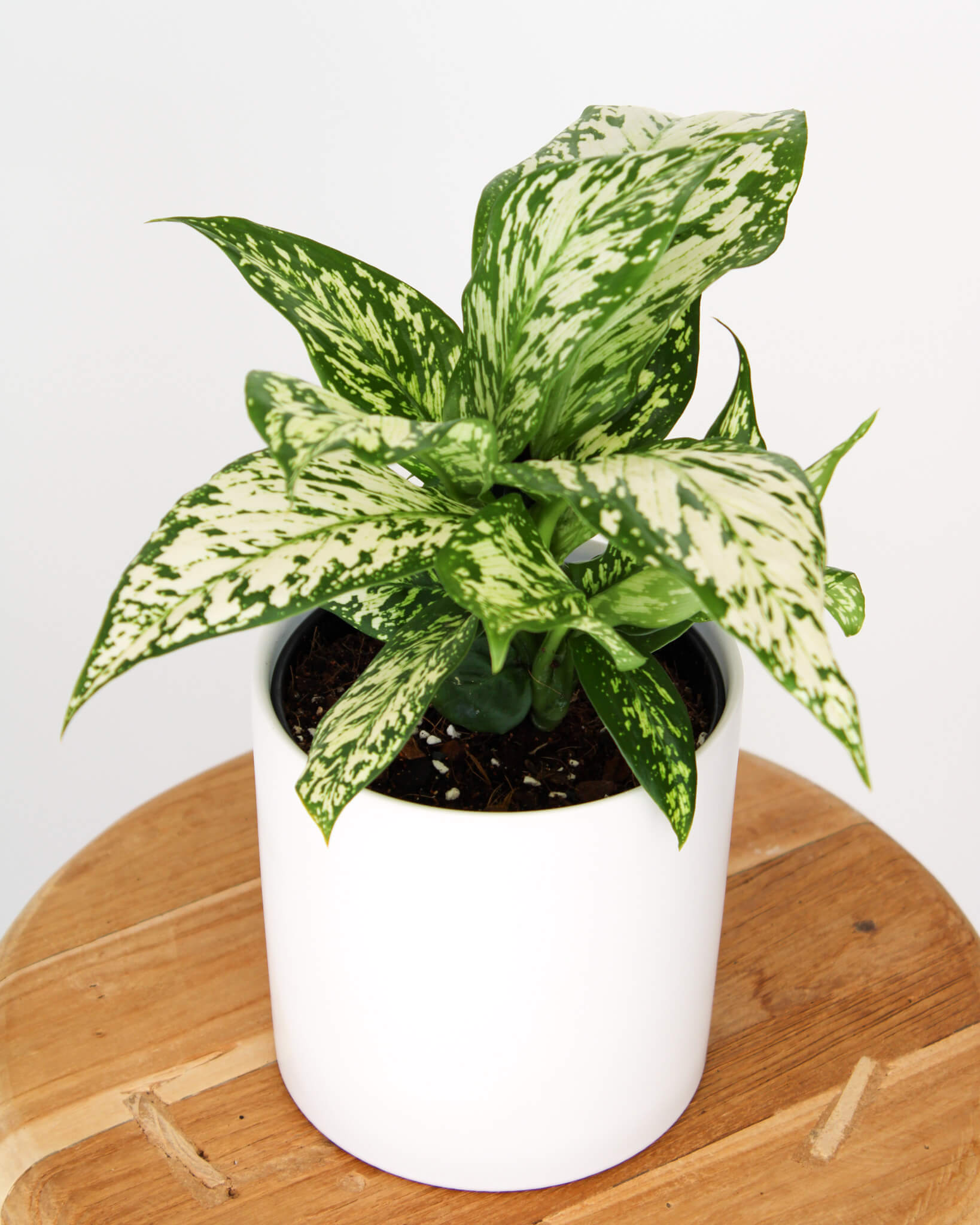 Dieffenbachia White Blizzard
