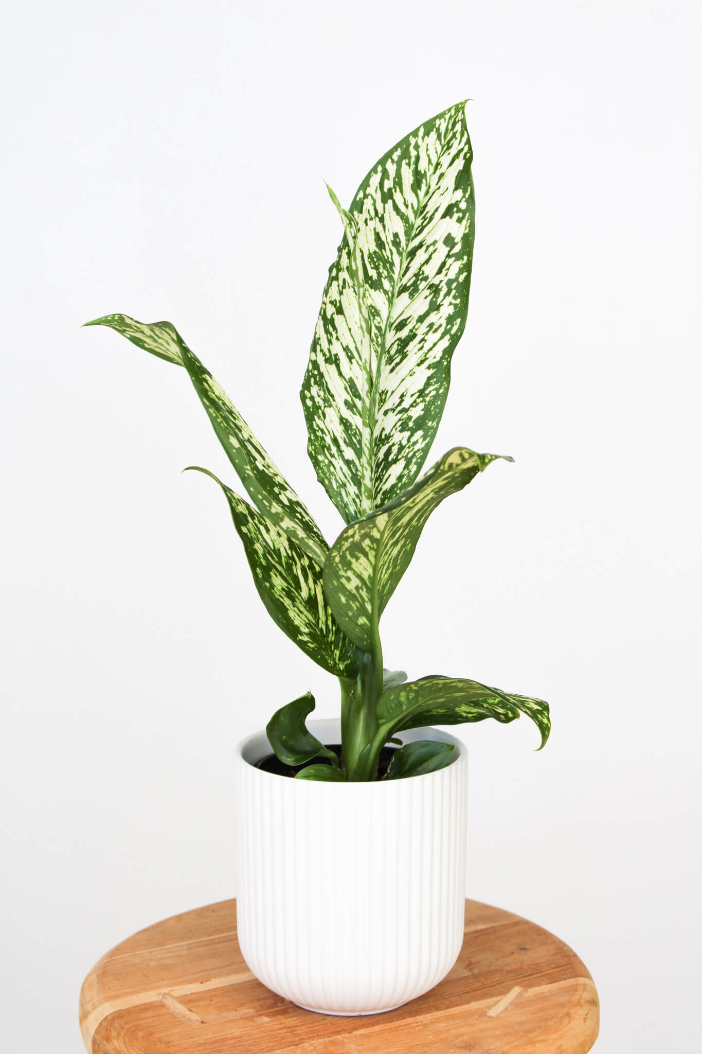 Dieffenbachia White Blizzard