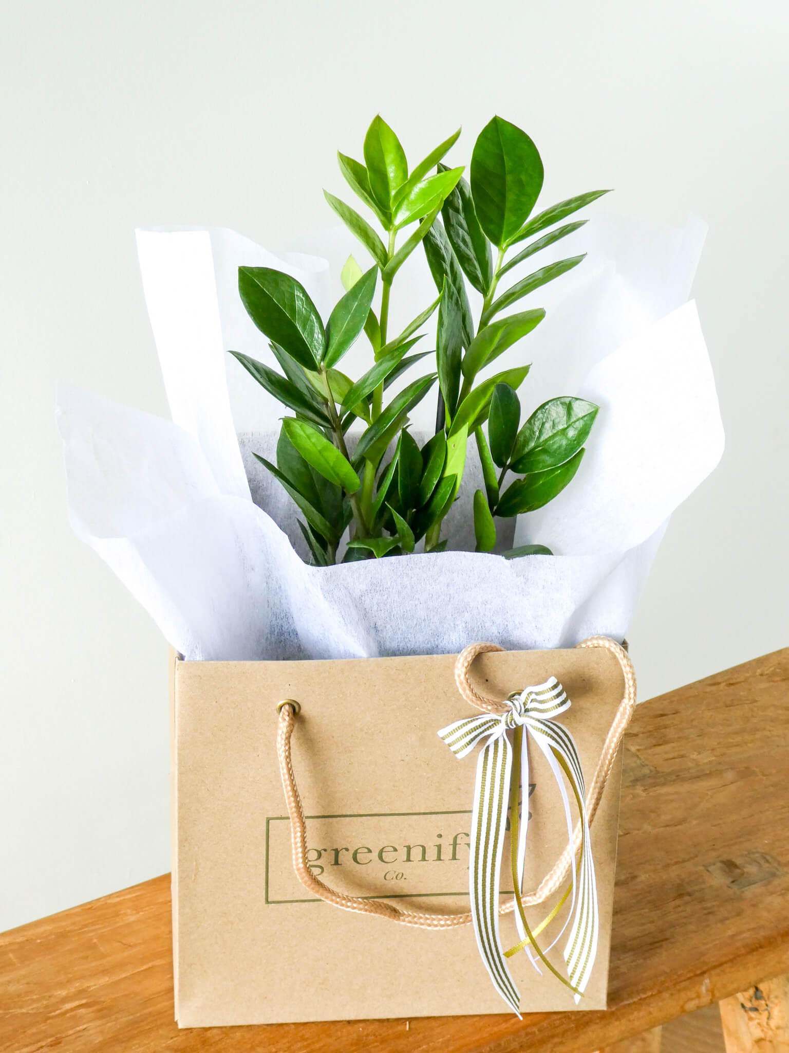 ZZ Plant in Greenify Co Gift Bag with Ribbons