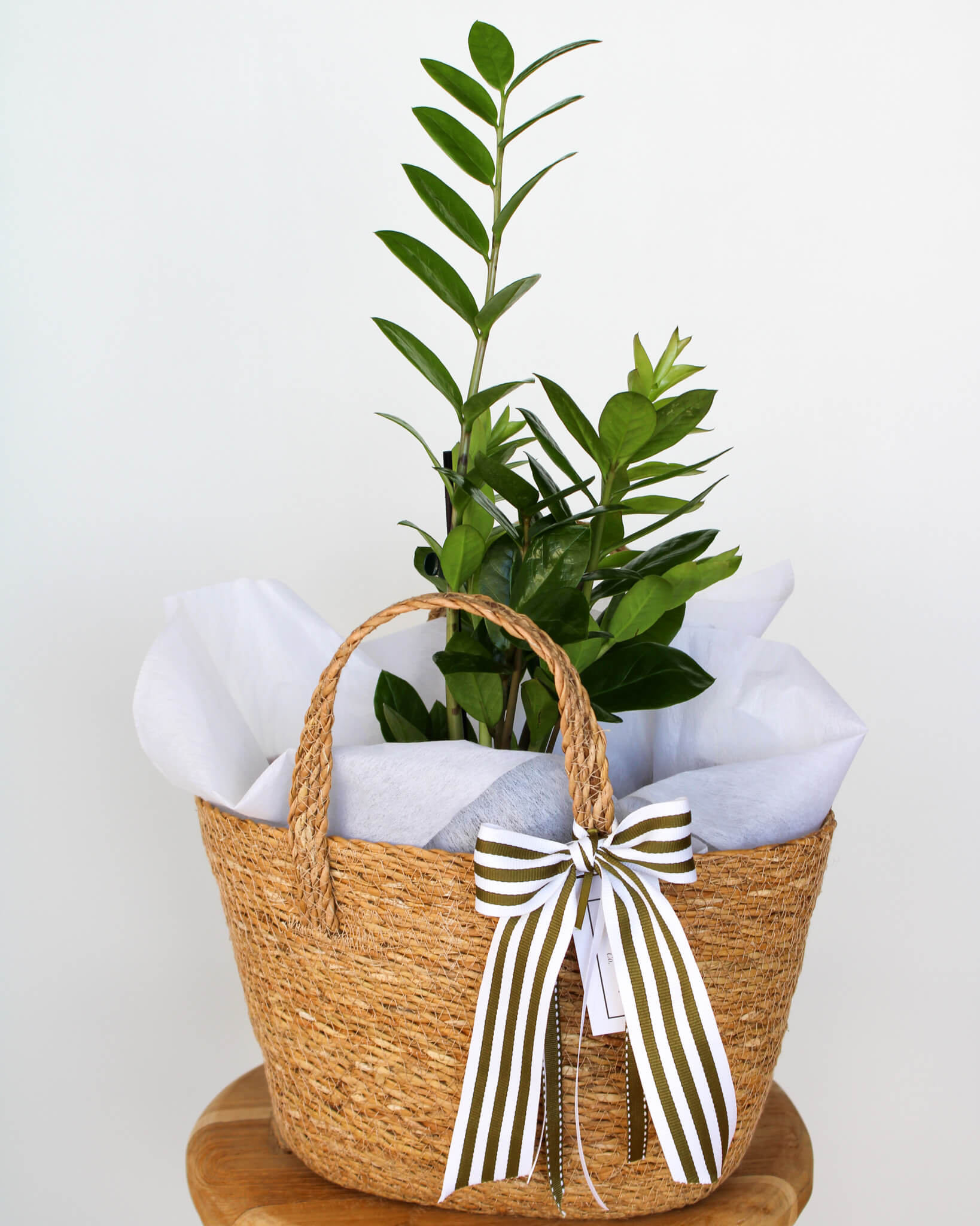 ZZ Plant