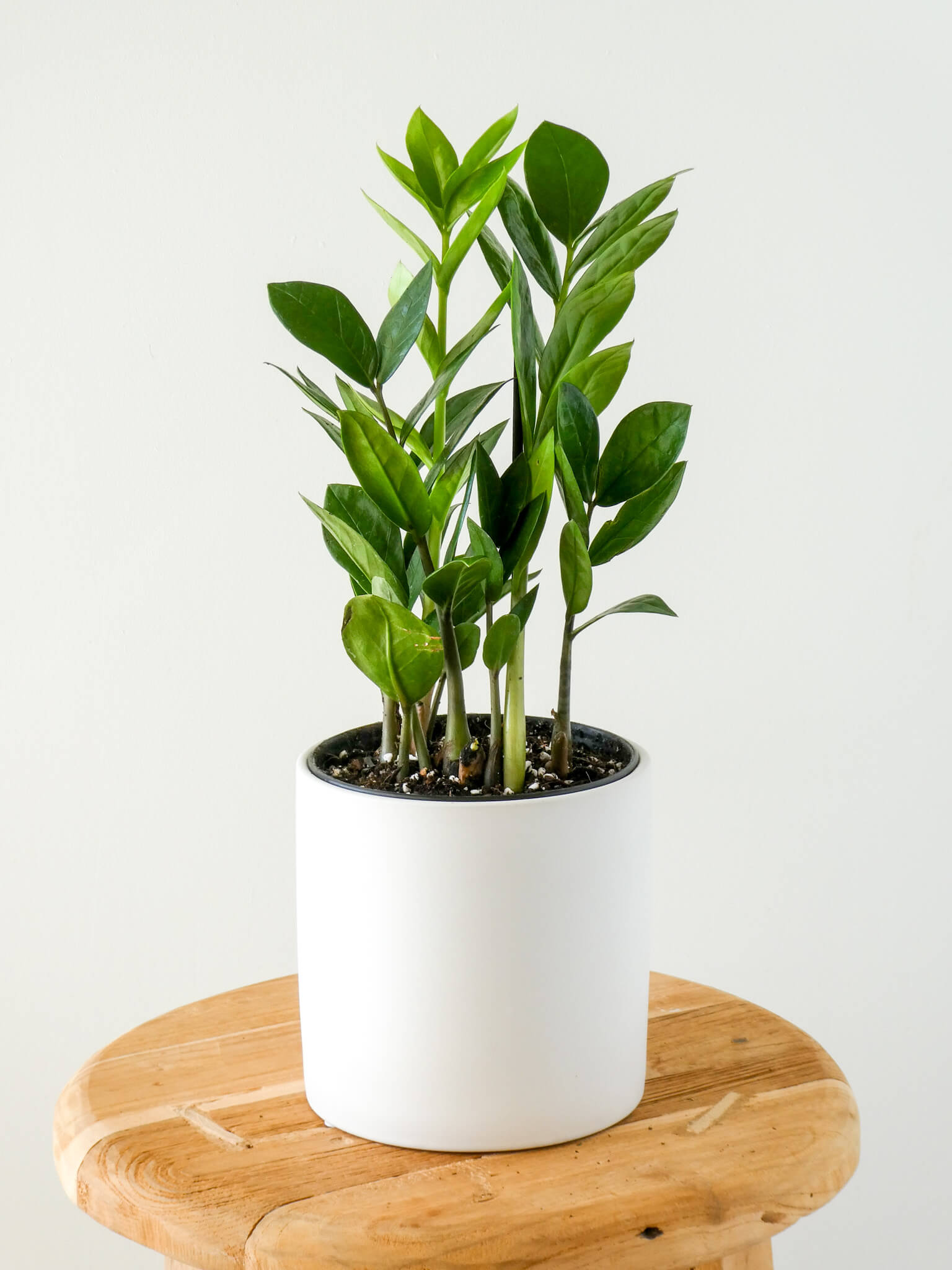 ZZ Plant in White Ceramic Pot