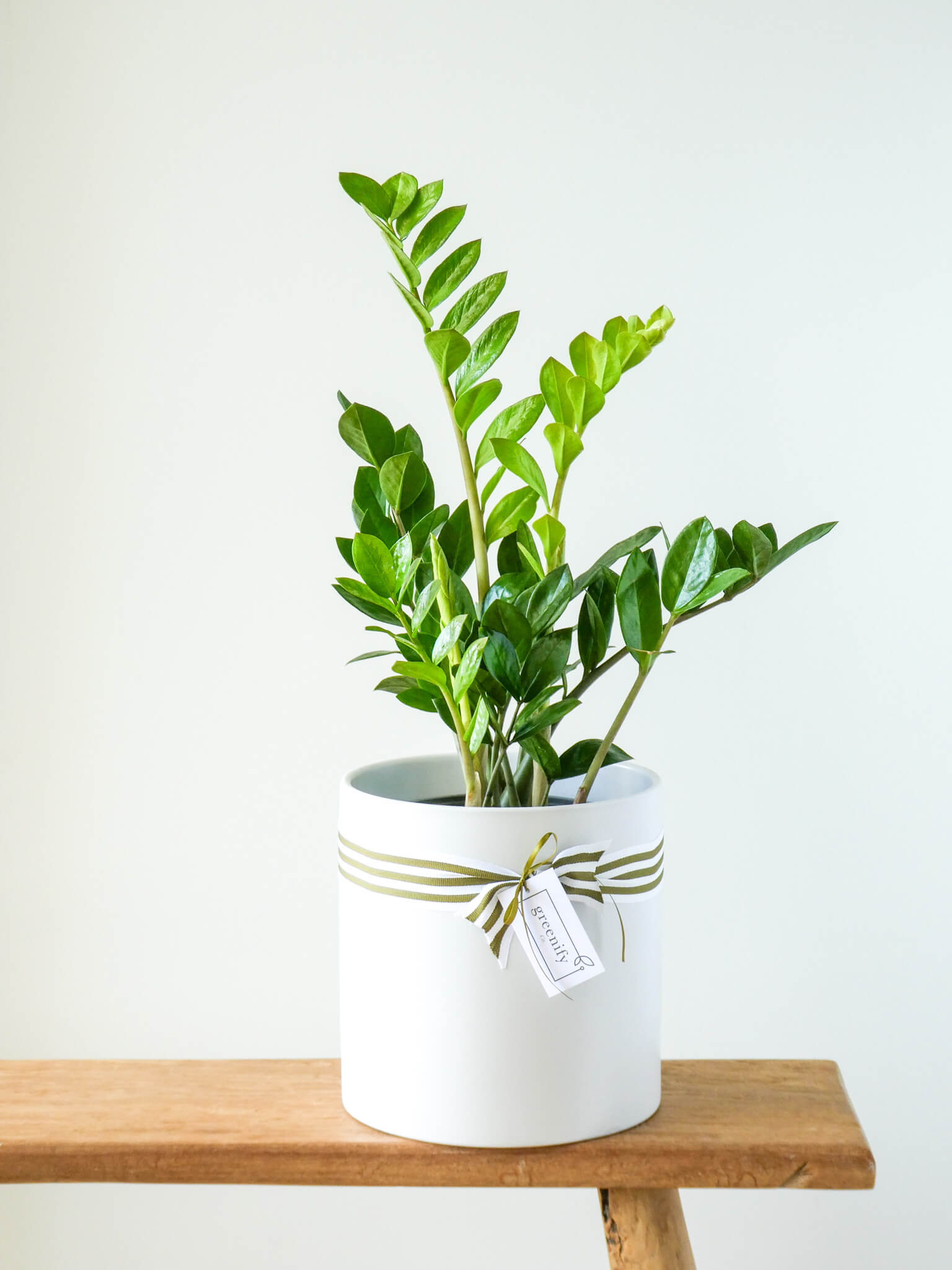 Large ZZ Plant | Plants Delivered In Perth