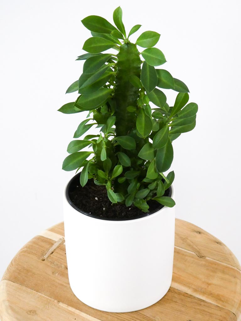 Euphorbia Trigona Houseplnat in white ceramic Pot Greenify Co Perth
