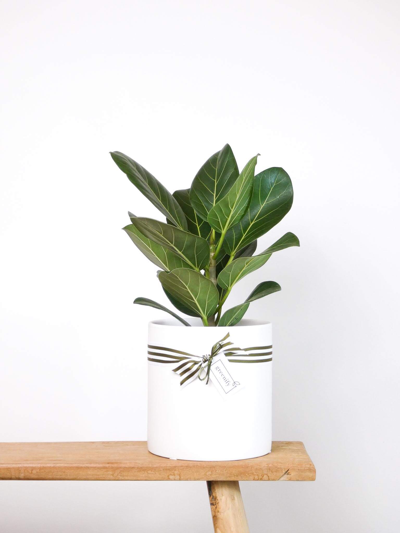Ficus Audrey - Large