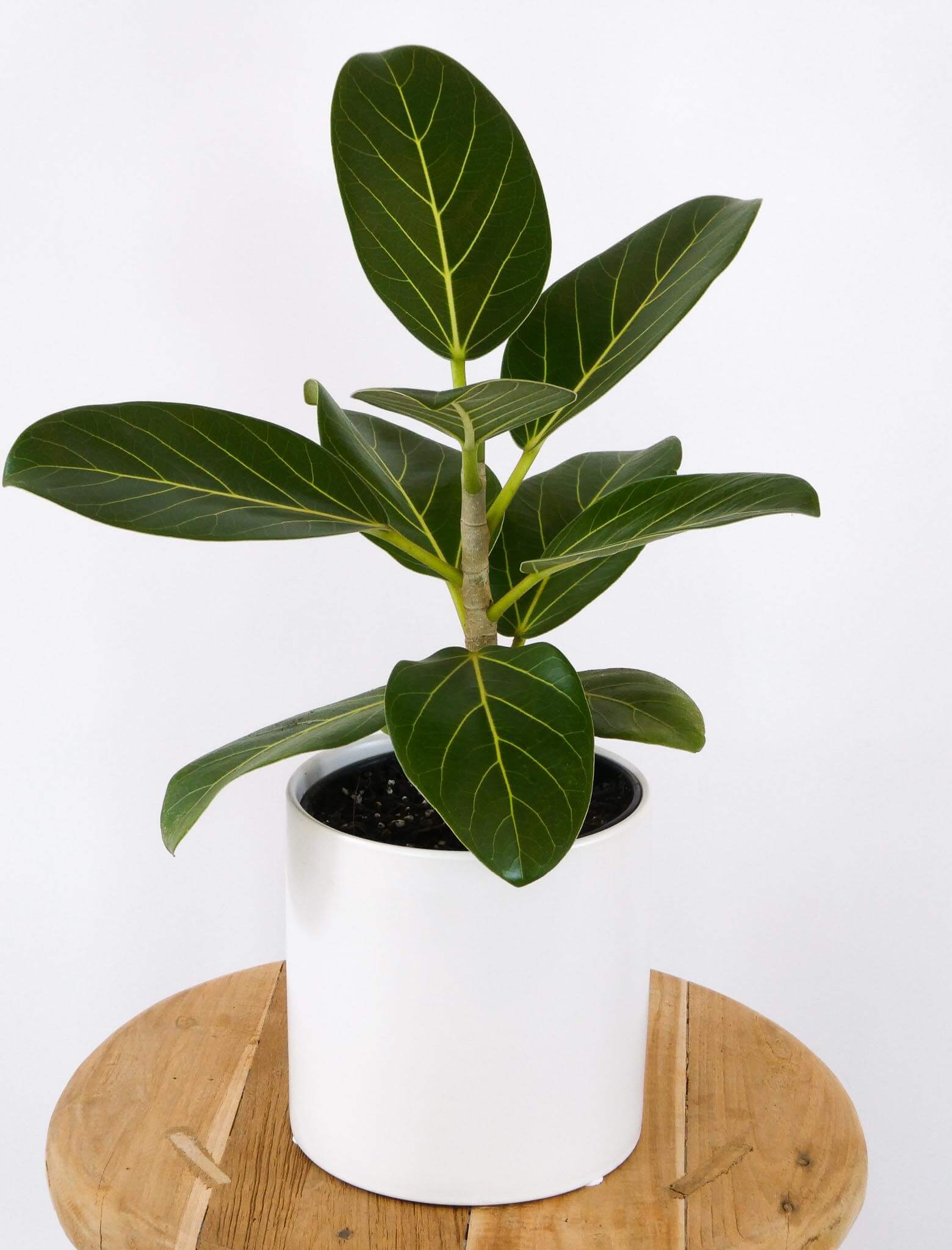 Ficus Audrey Hosueplant in a white ceramic pot, Greenify Co Perth