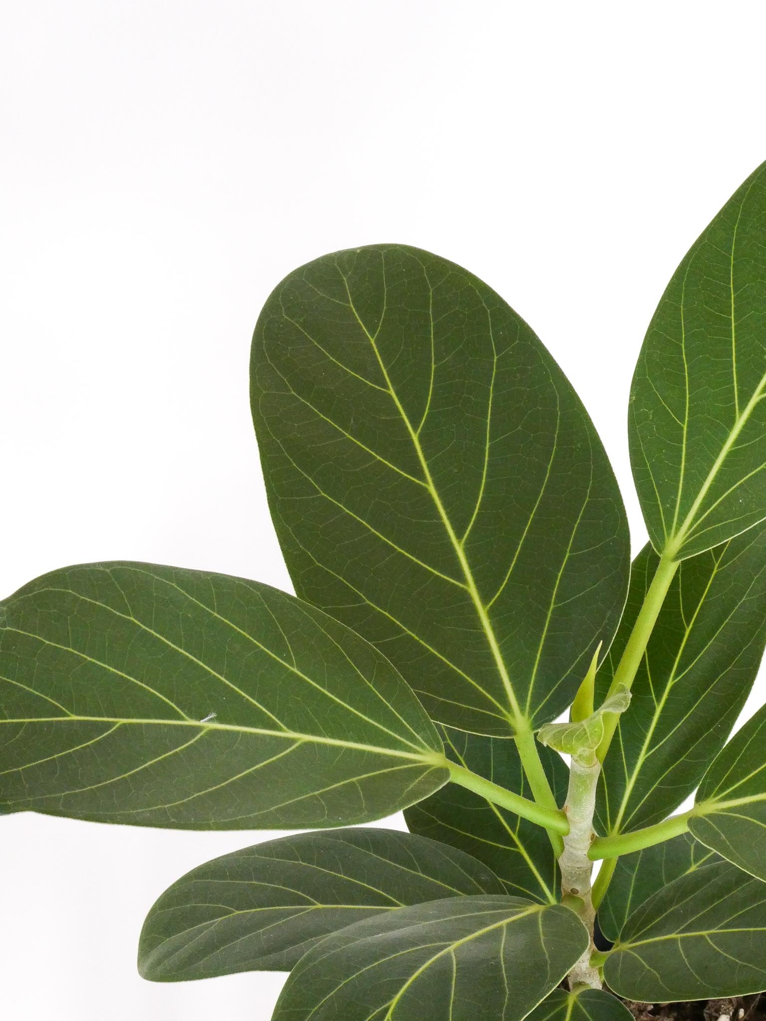 Ficus Audrey Leaves Greenify Co Perth
