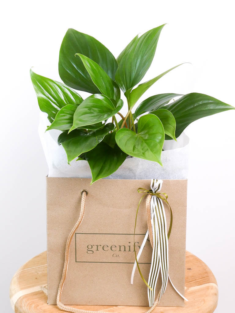 Homalomena plant in Greenify Co Gift Bag with Ribbons