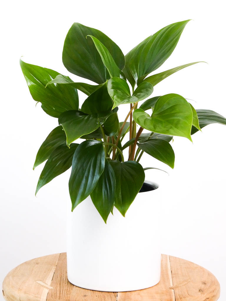 Homalomena Emerald Gem Plant in a White Ceramic Pot