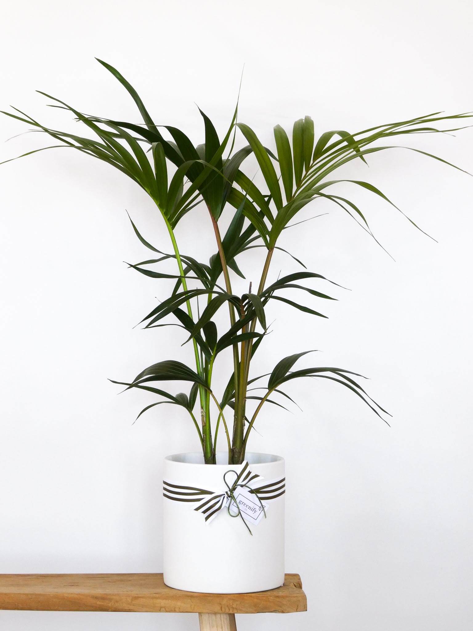 Indoor Plant & White Ribbed Ceramic Pot - 22cm Various