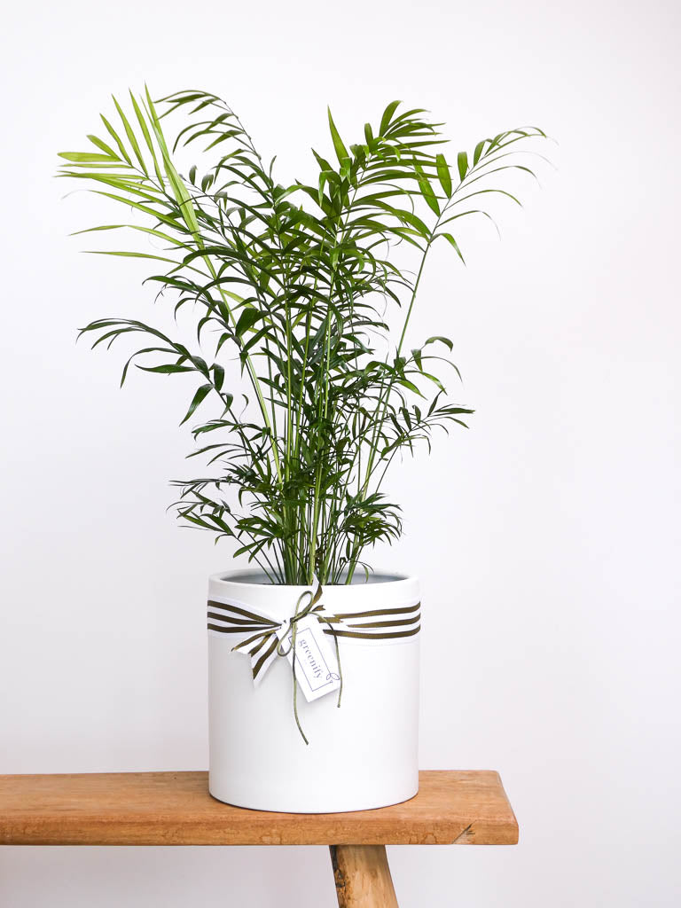 Parlour Palm - Large