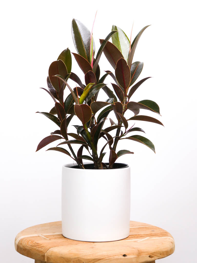 Rubber Tree House Plant in White Ceramic Pot, Greenify Co.