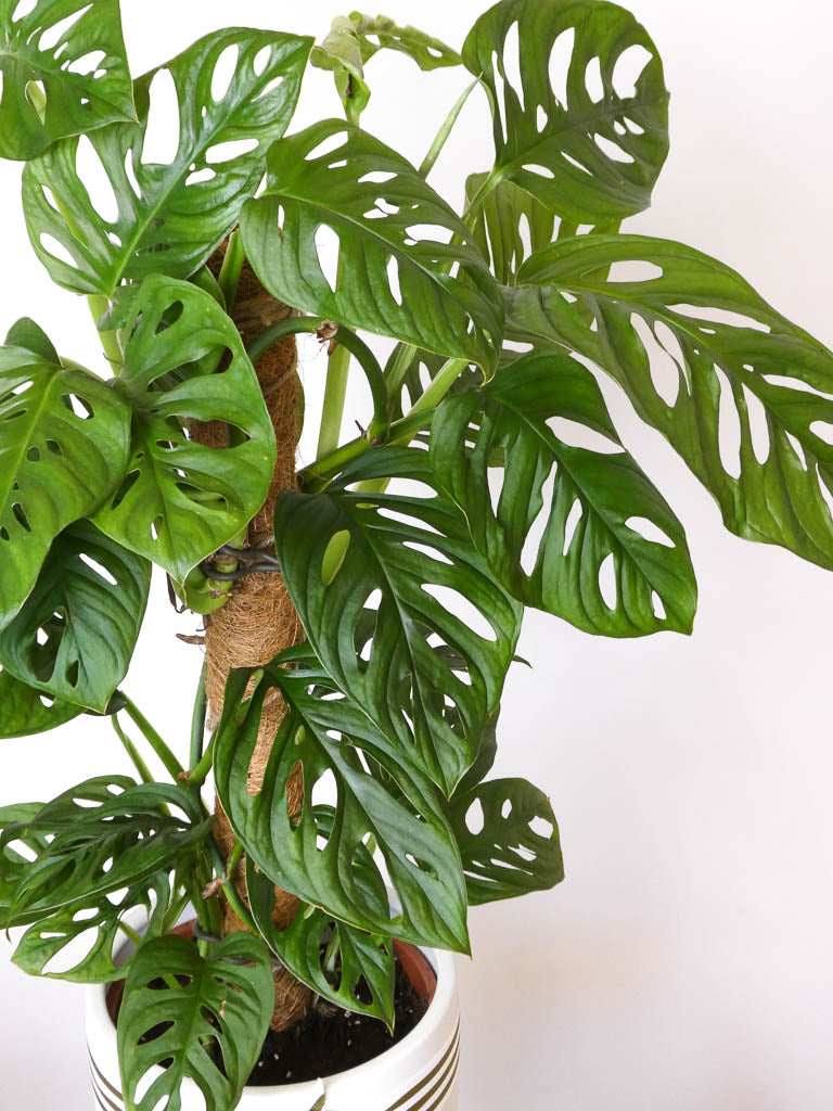 Monkey Mask Monstera Close up of Leaves, Greenify Co Perth