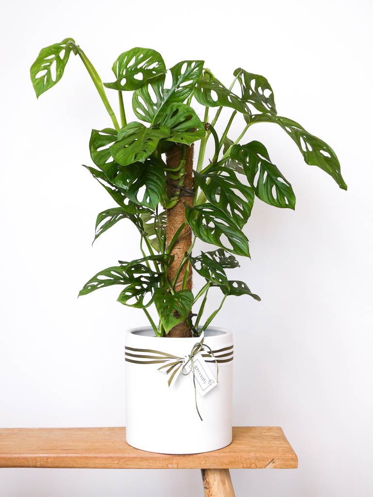 Monkey Mask Monstera Plant in White Ceramic POt, Greenify Co.