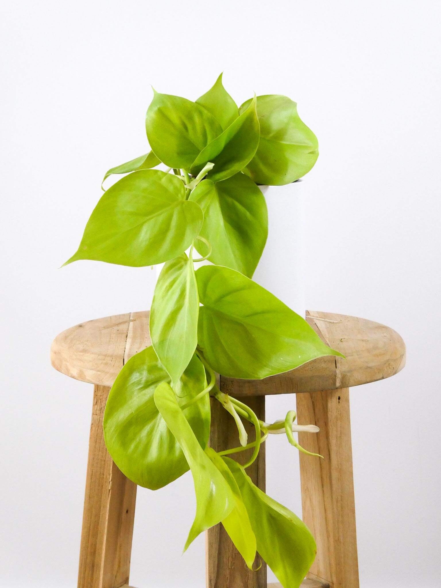 Neon Heart Leaf Philodendron Indoor Plant white Pot Greenify Co Perth