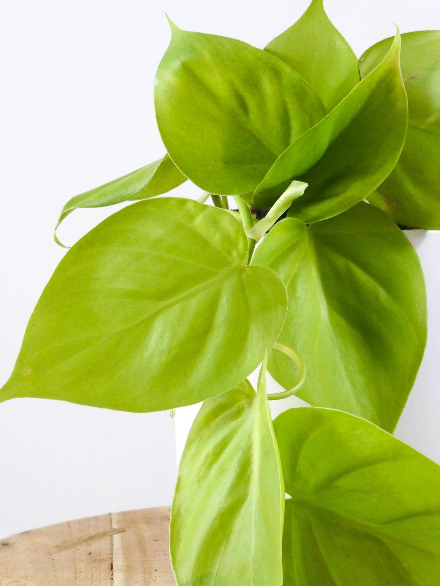 Neon Heart Leaf Indoor Plant Foliage Greenify Co Perth