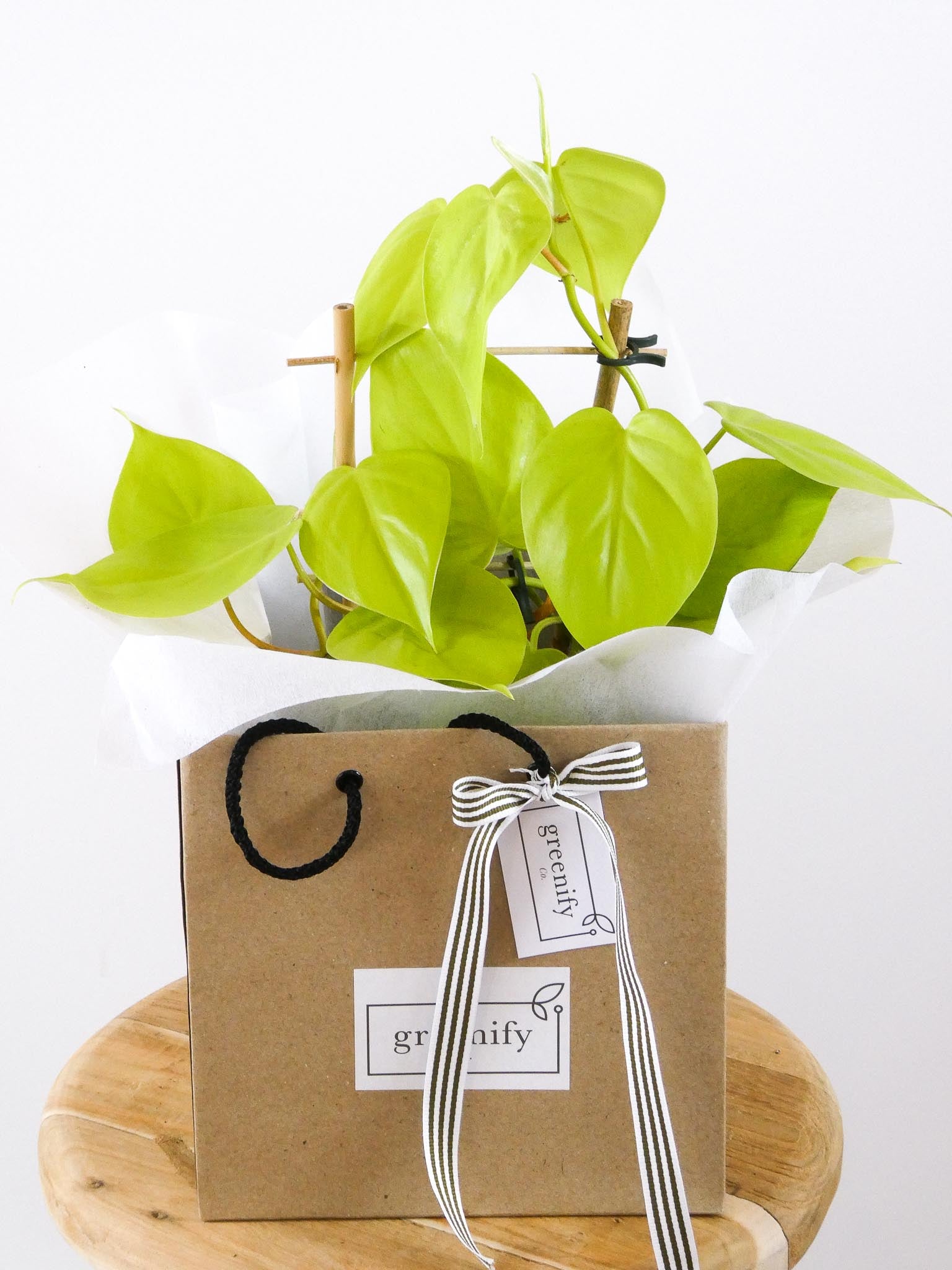 Neon Heart Leaf Philodendron