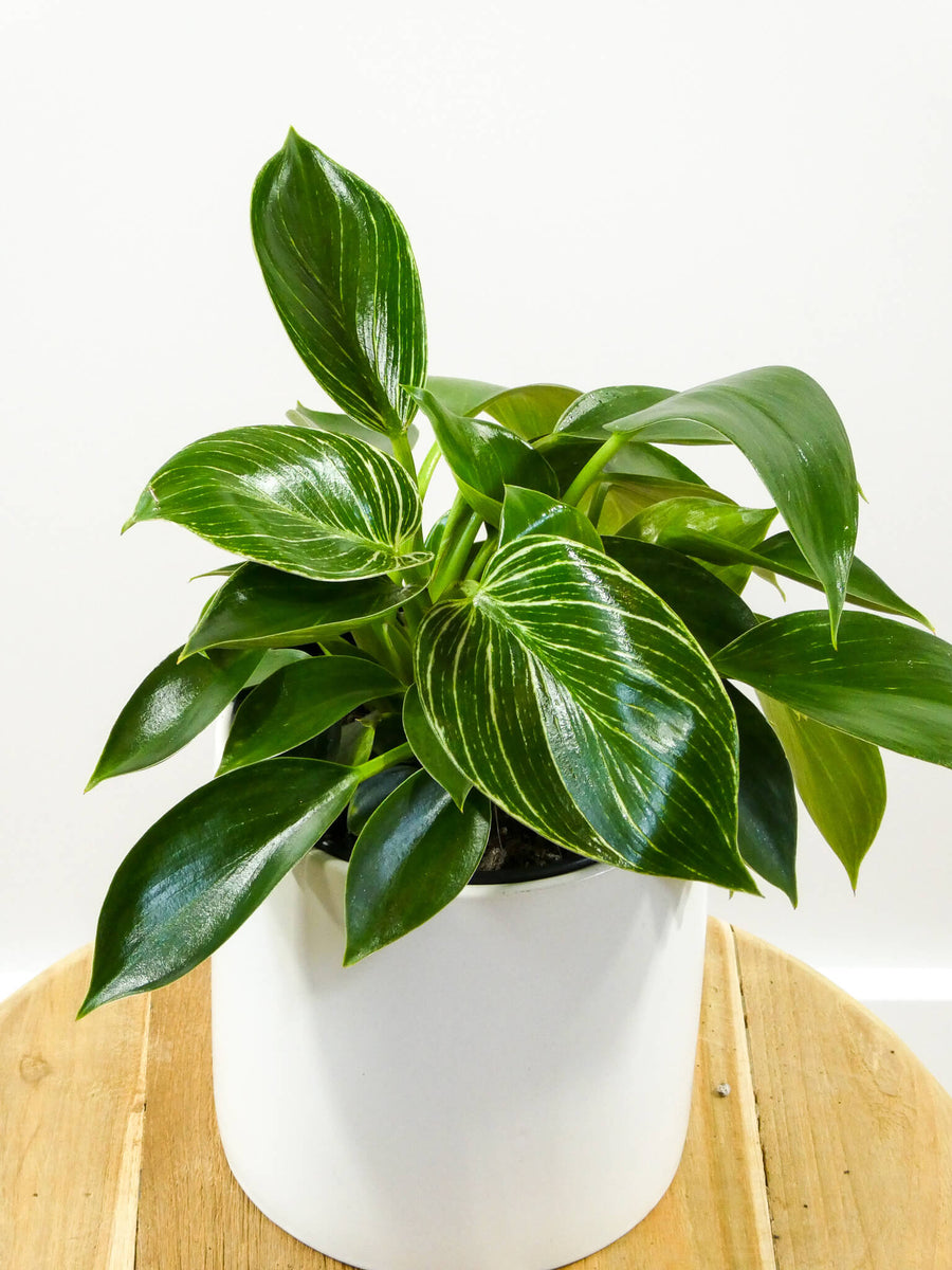 Philodendron Birkin Same Day Plant Gift delivery Perth Greenify Co