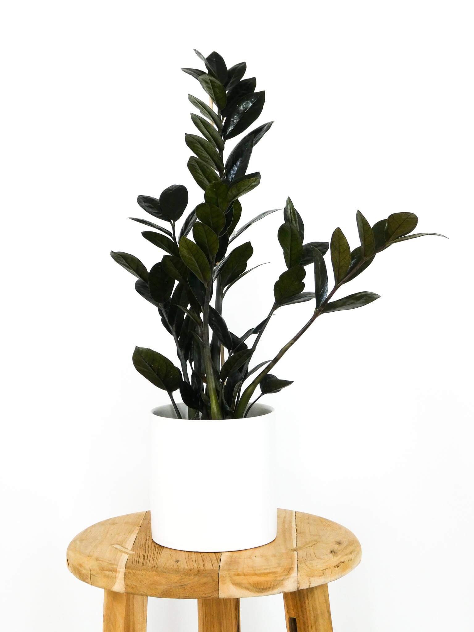 raven zz plant australia Raven ZZ | Perth's Best Plant Delivery | Same Day Service