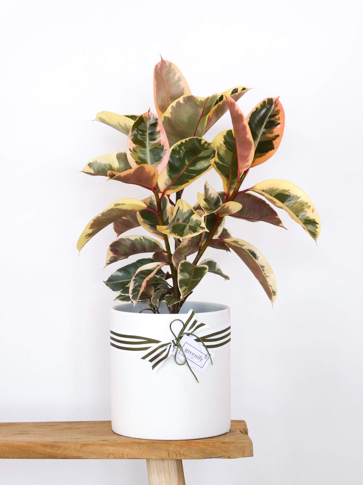 Tineke Rubber Plant, House Plant on wooden Bench, Greenify Co Perth