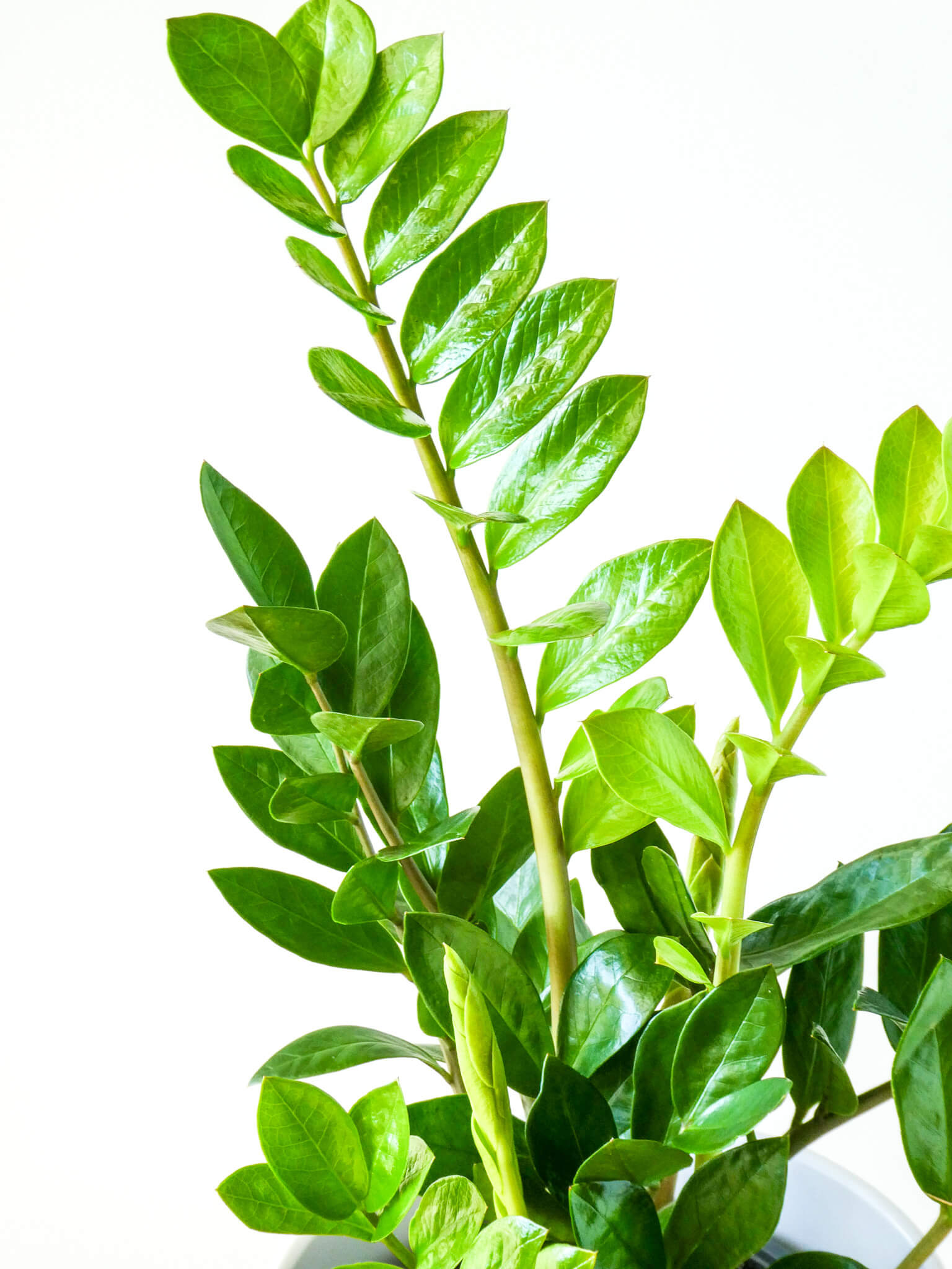 INDOOR PLANT DELIVERY PERTH