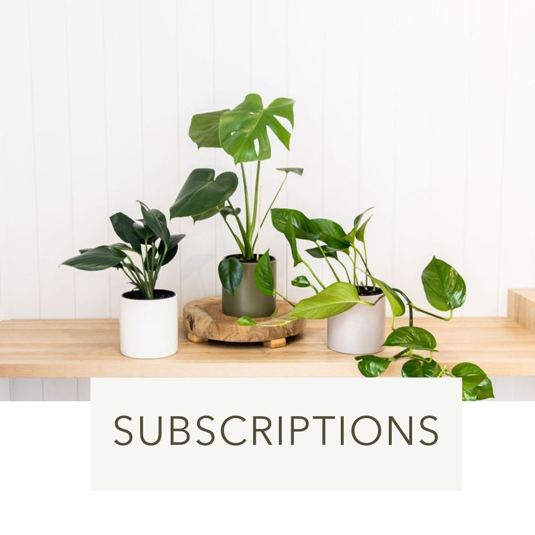 Houseplant Subscriptions