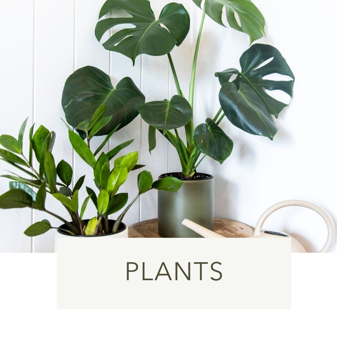 INDOOR PLANT DELIVERY PERTH