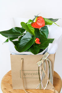Anthurium Plant in Greenify Co. Gift Bag