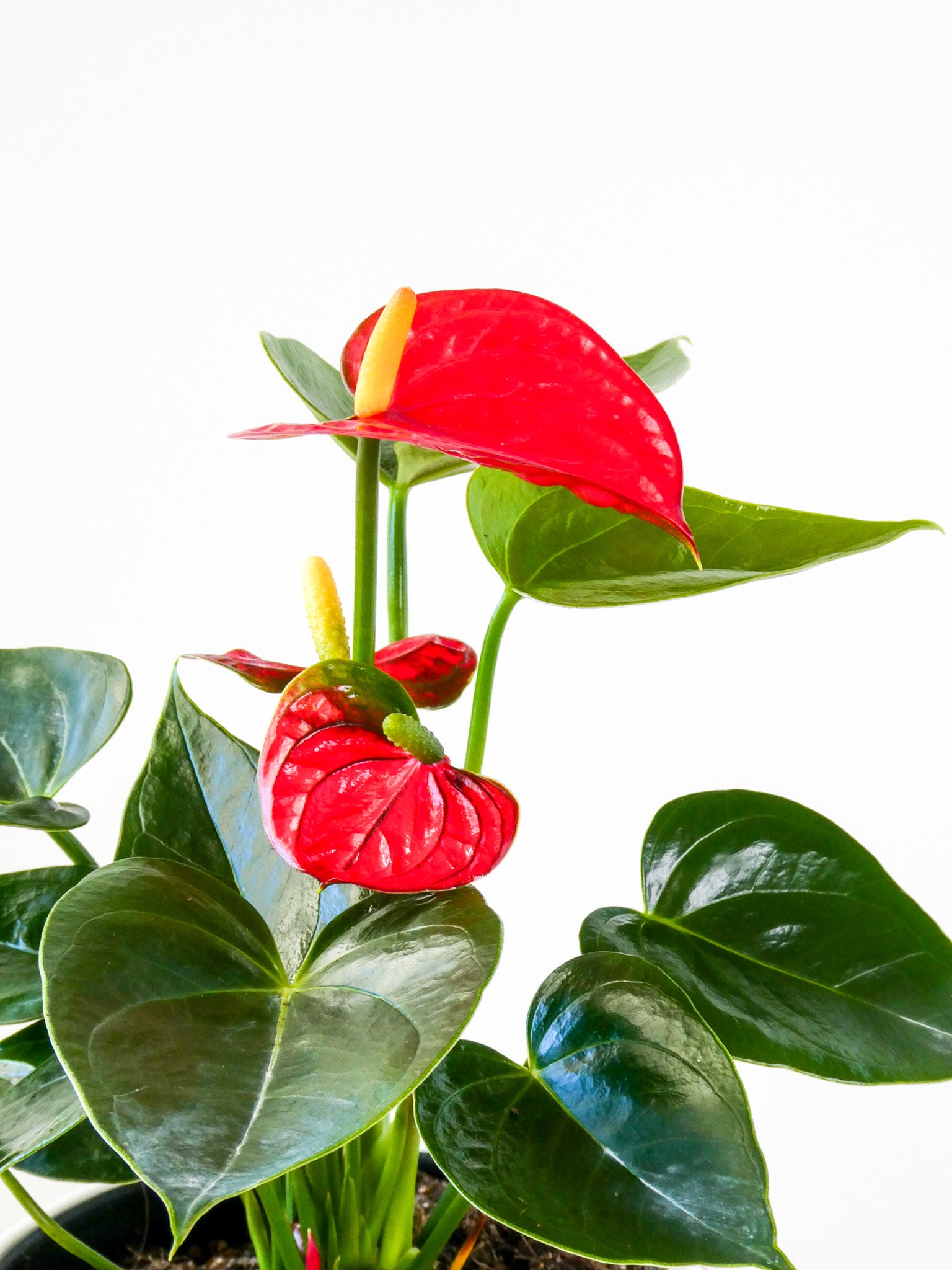 Anthurium