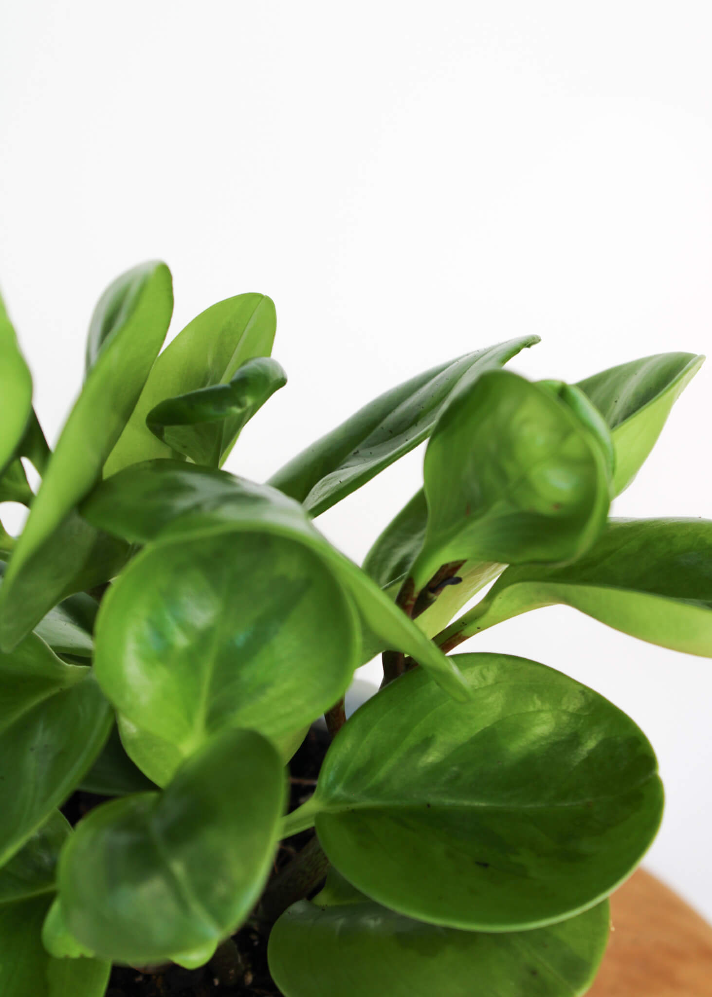 Lemon Lime Peperomia