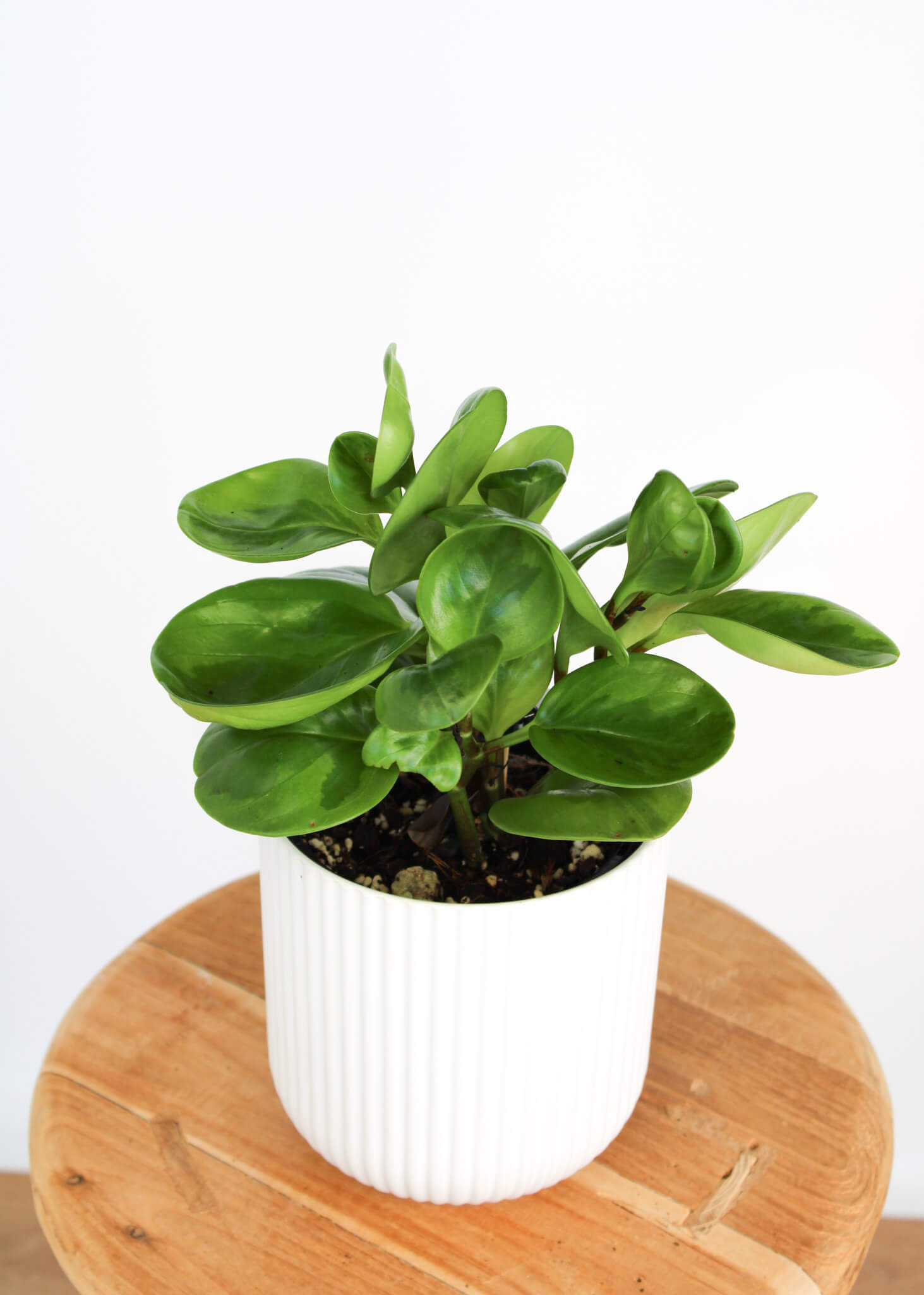Lemon Lime Peperomia