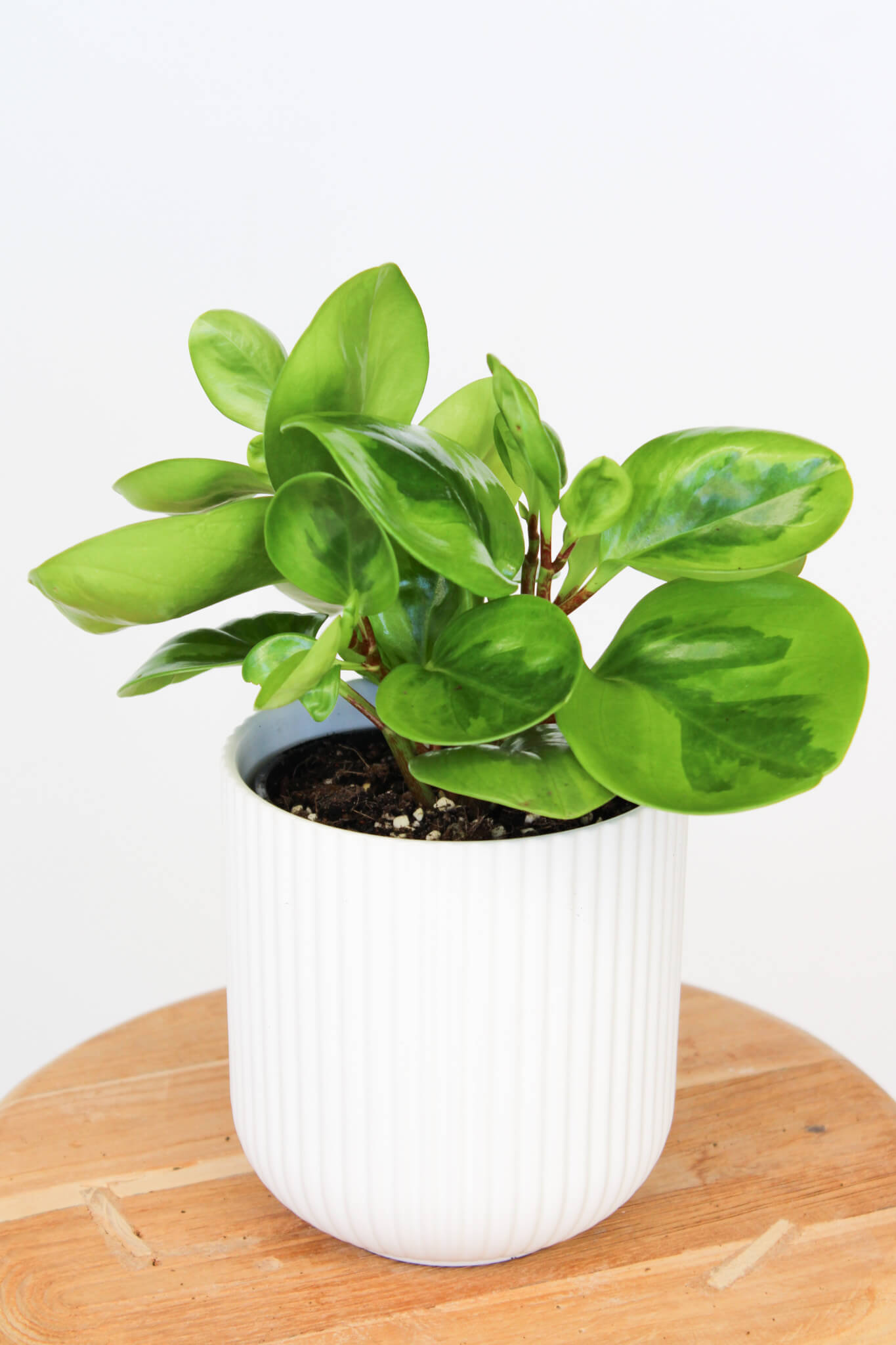 Lemon Lime Peperomia