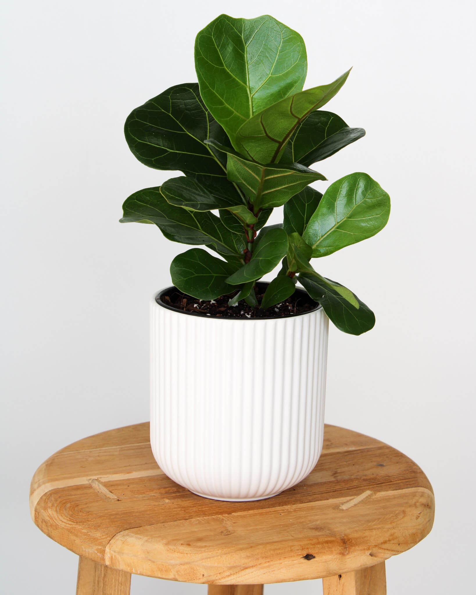 Bambino Fiddle Leaf