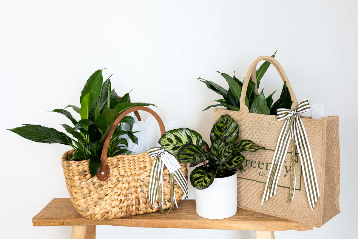 All Plants & Gift Hampers | Same Day Delivery Perth | Greenify Co.