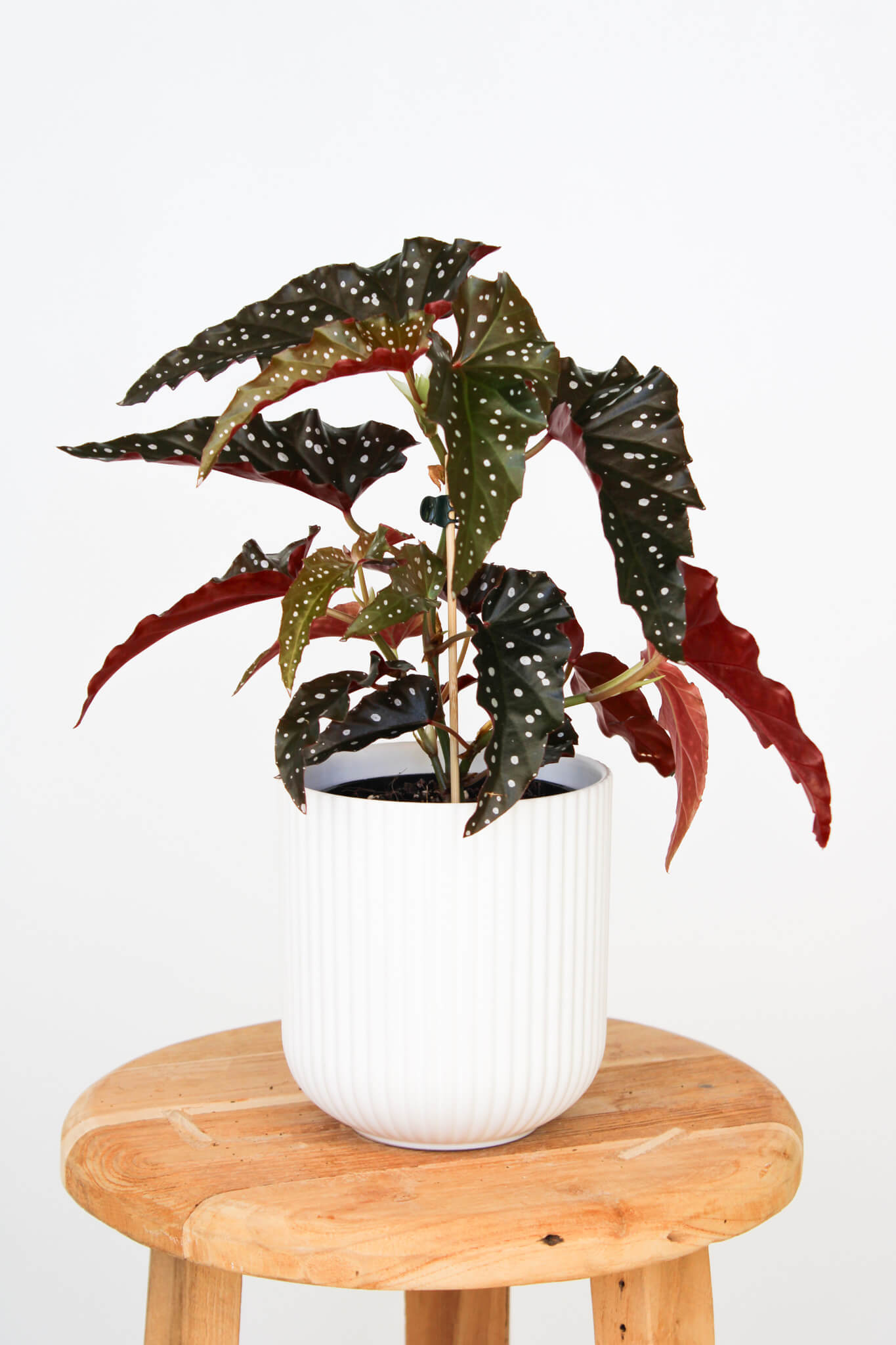 Begonia Maculata