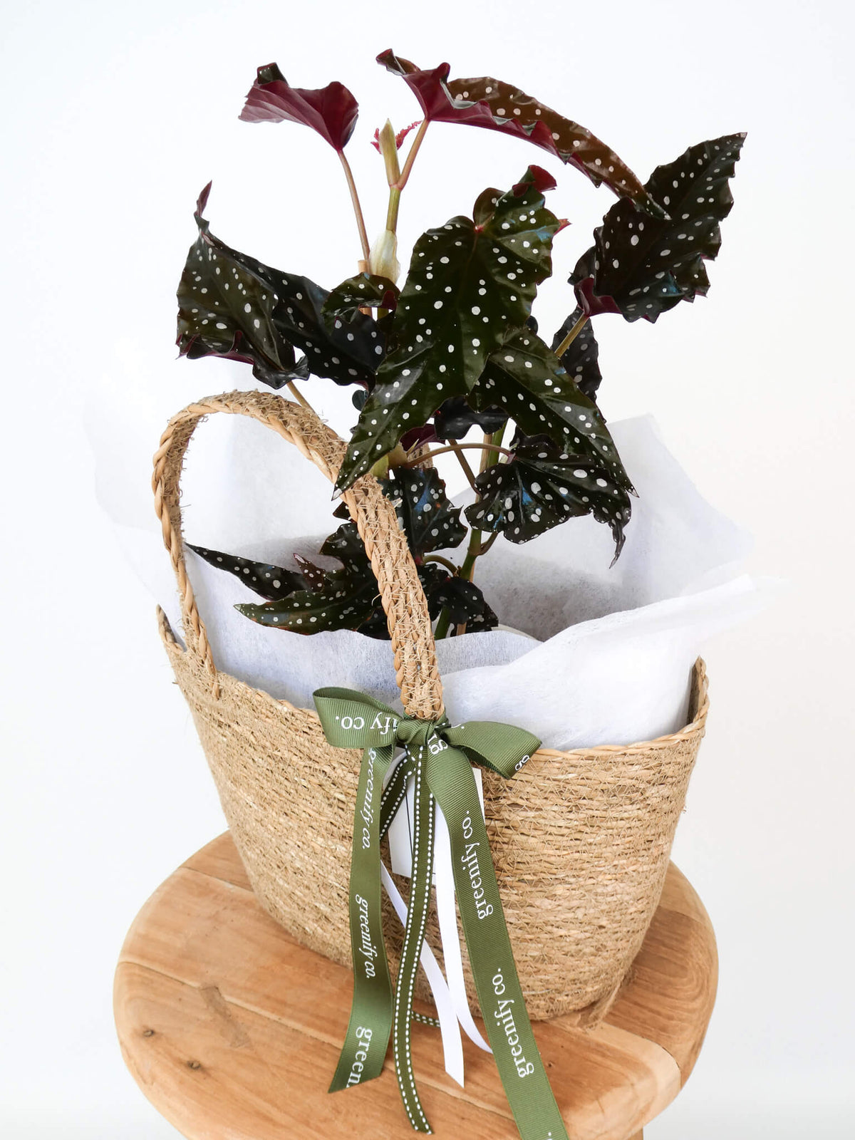 A potted begonia plant with dark green spotted leaves and burgundy tips, presented in a woven straw basket lined with white tissue paper and tied with an olive green ribbon, set on a round wooden stand against a white background.