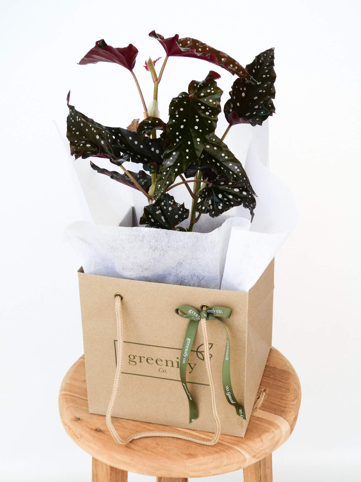 A begonia plant with dark green and burgundy spotted leaves, wrapped in white tissue paper and presented in a kraft paper gift bag with a green ribbon, sitting on a wooden stool against a white background.