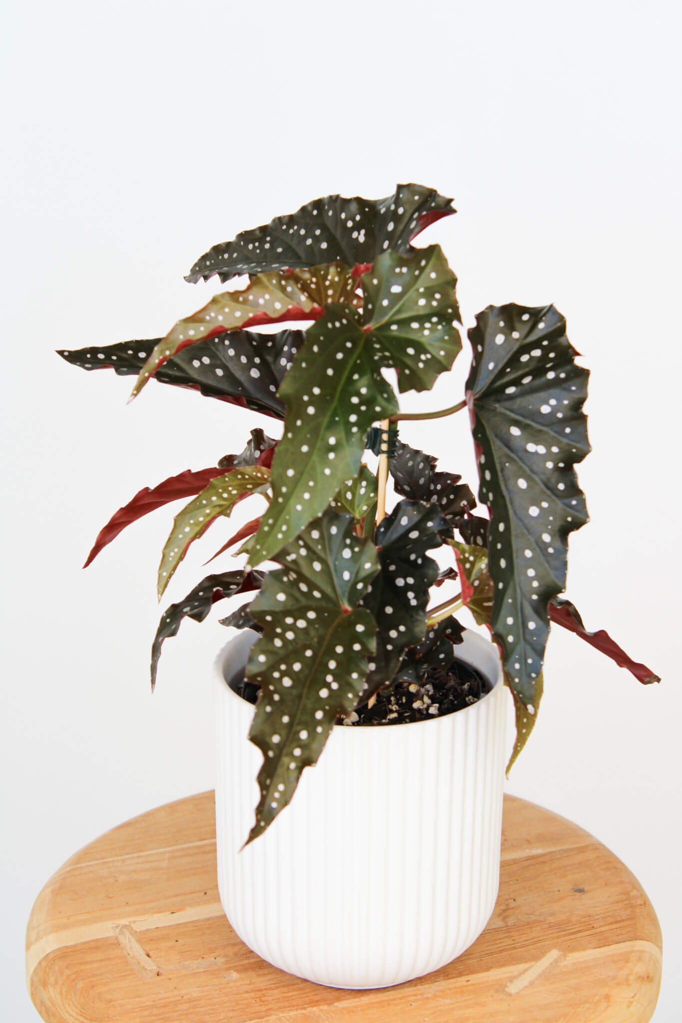 Begonia Maculata