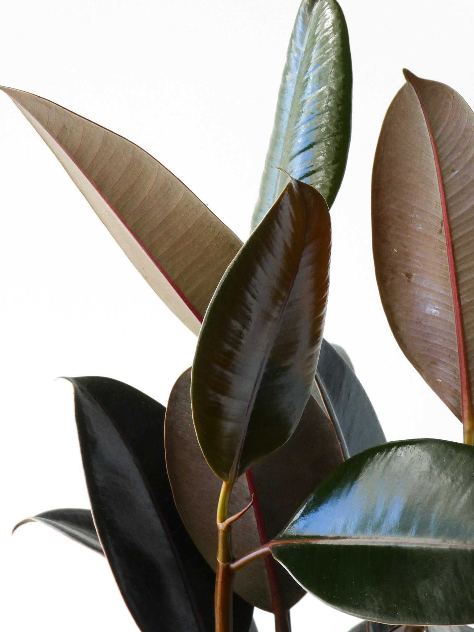 Rubber Plant