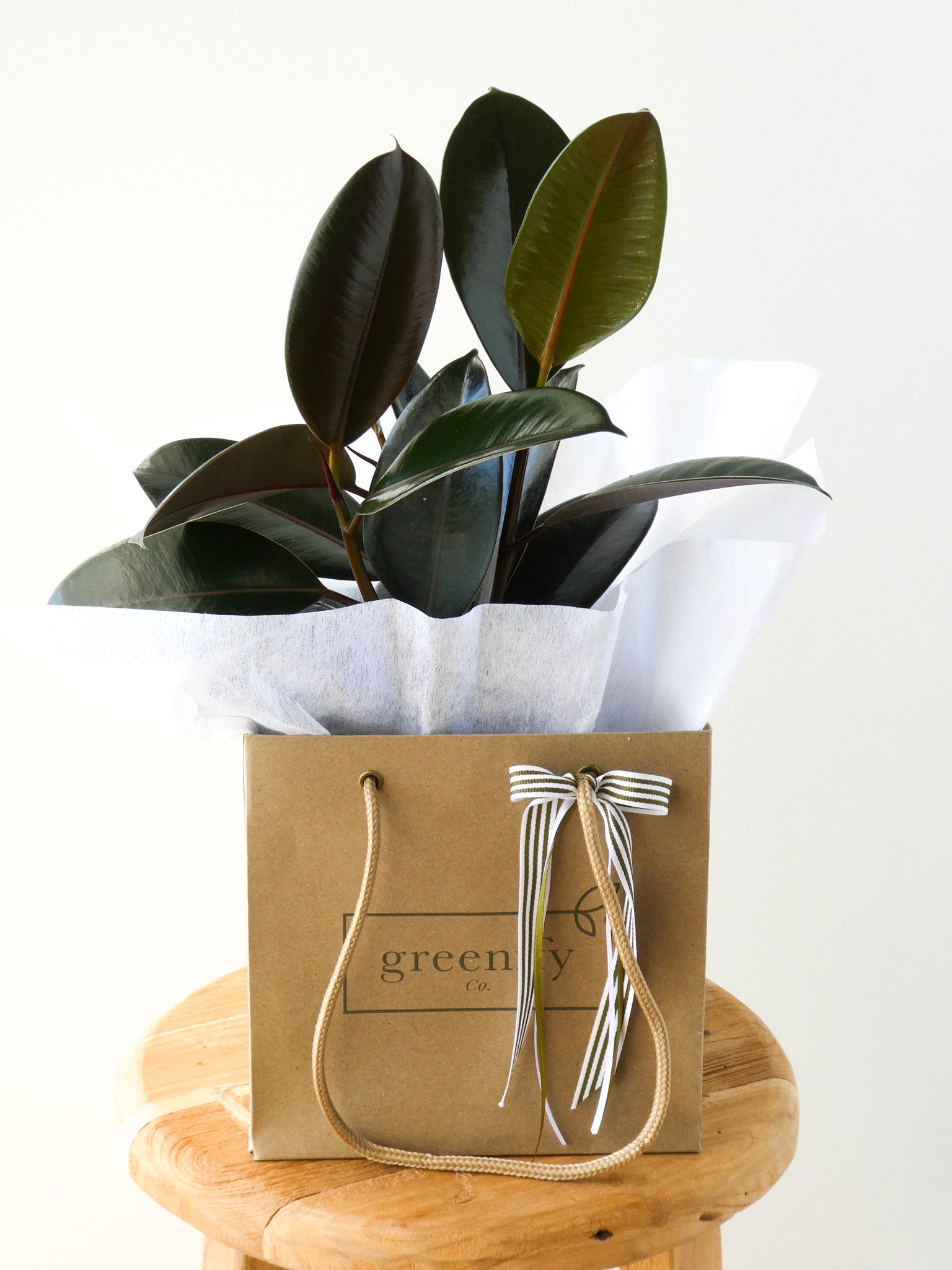 Rubber Plant