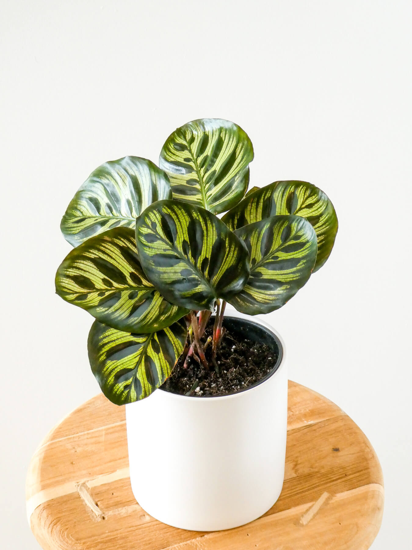 Calathea Makoyana Peacock Plant in White Pot