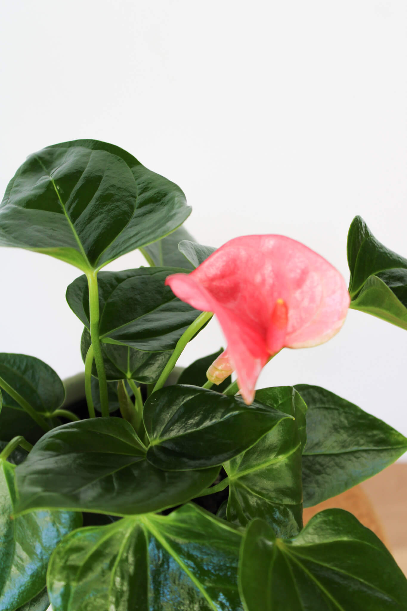 Anthurium