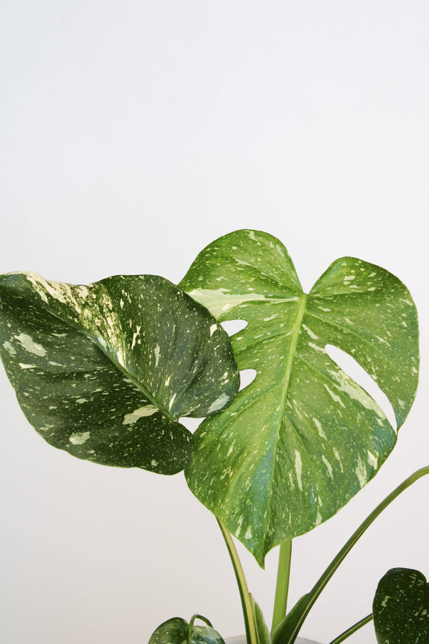 Monstera Thai Constellation 🌿 Limited