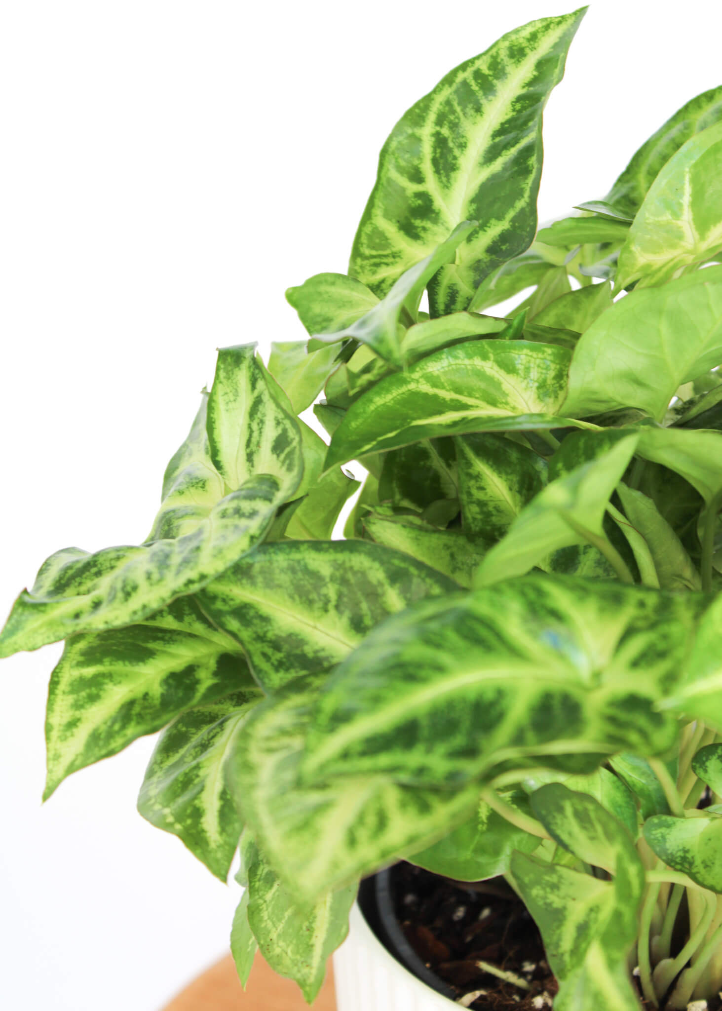 Syngonium