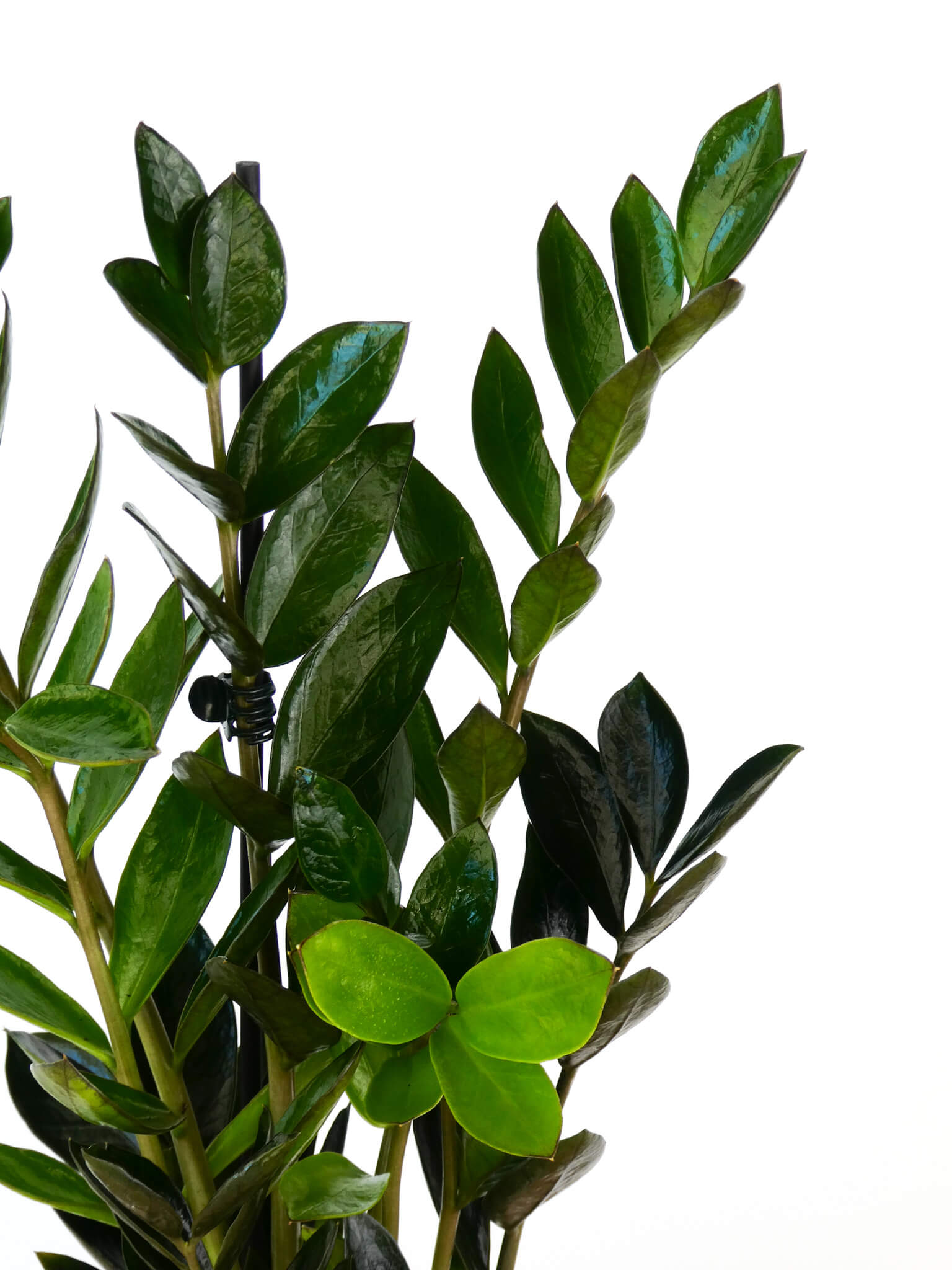 A close-up of mini dark zz plant with glossy, oval-shaped leaves on a solid white background.