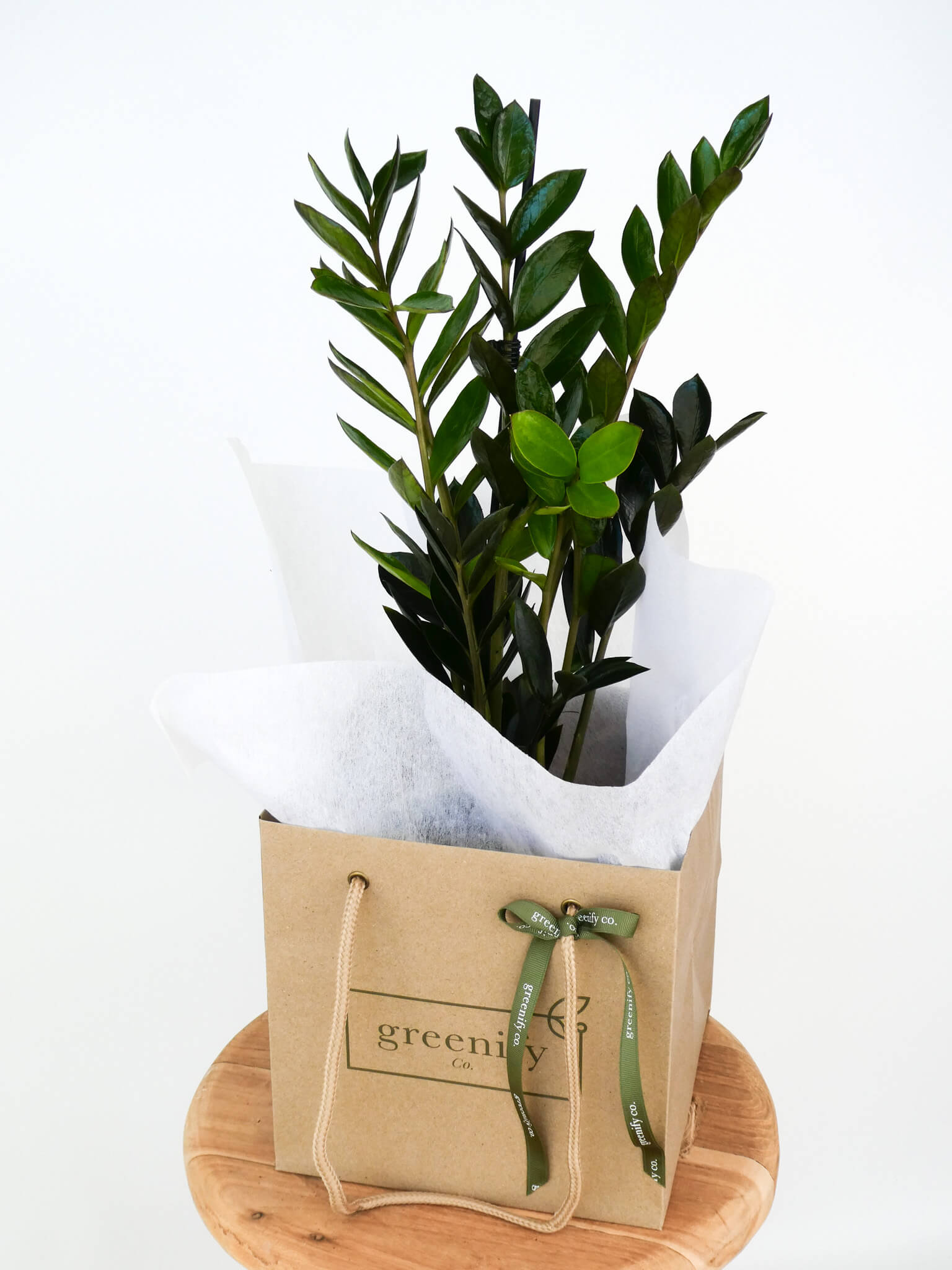 A Dark Zamicro Mini ZZ Plant in a brown kraft paper gift bag with white tissue paper and a green ribbon, displayed on a round wooden stand against a white background.