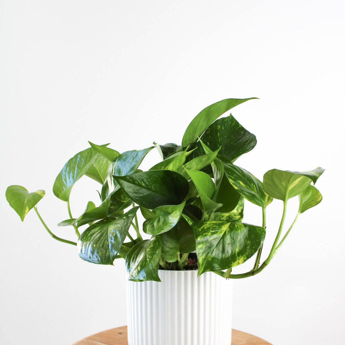 Devil's Ivy Pothos | Same Day Plant and Gift Delivery