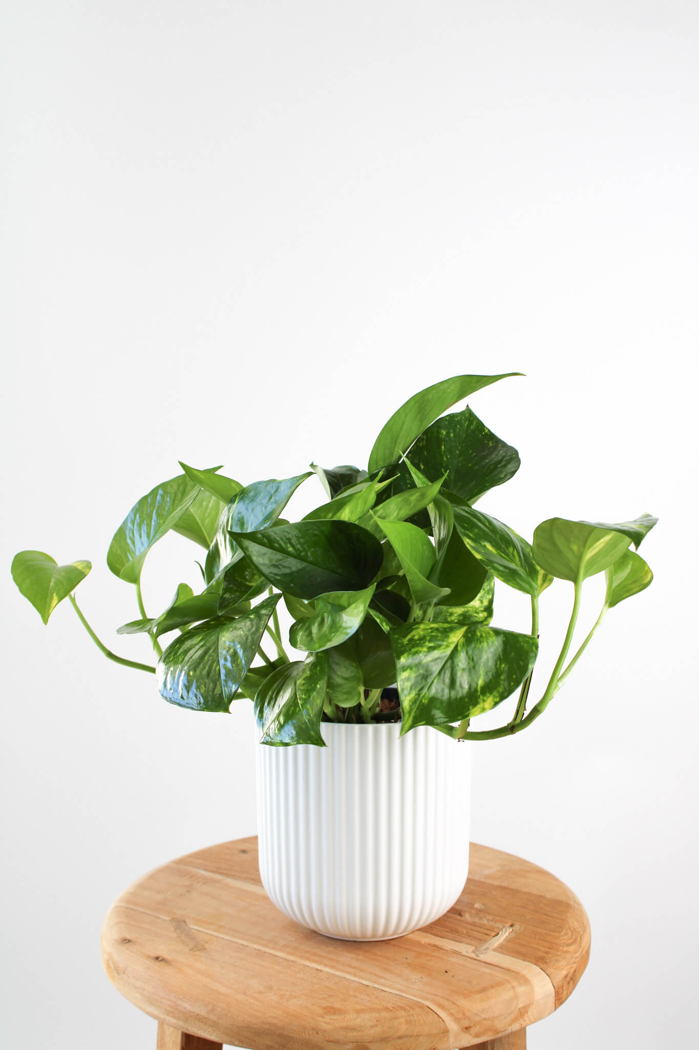 Devil's Ivy
