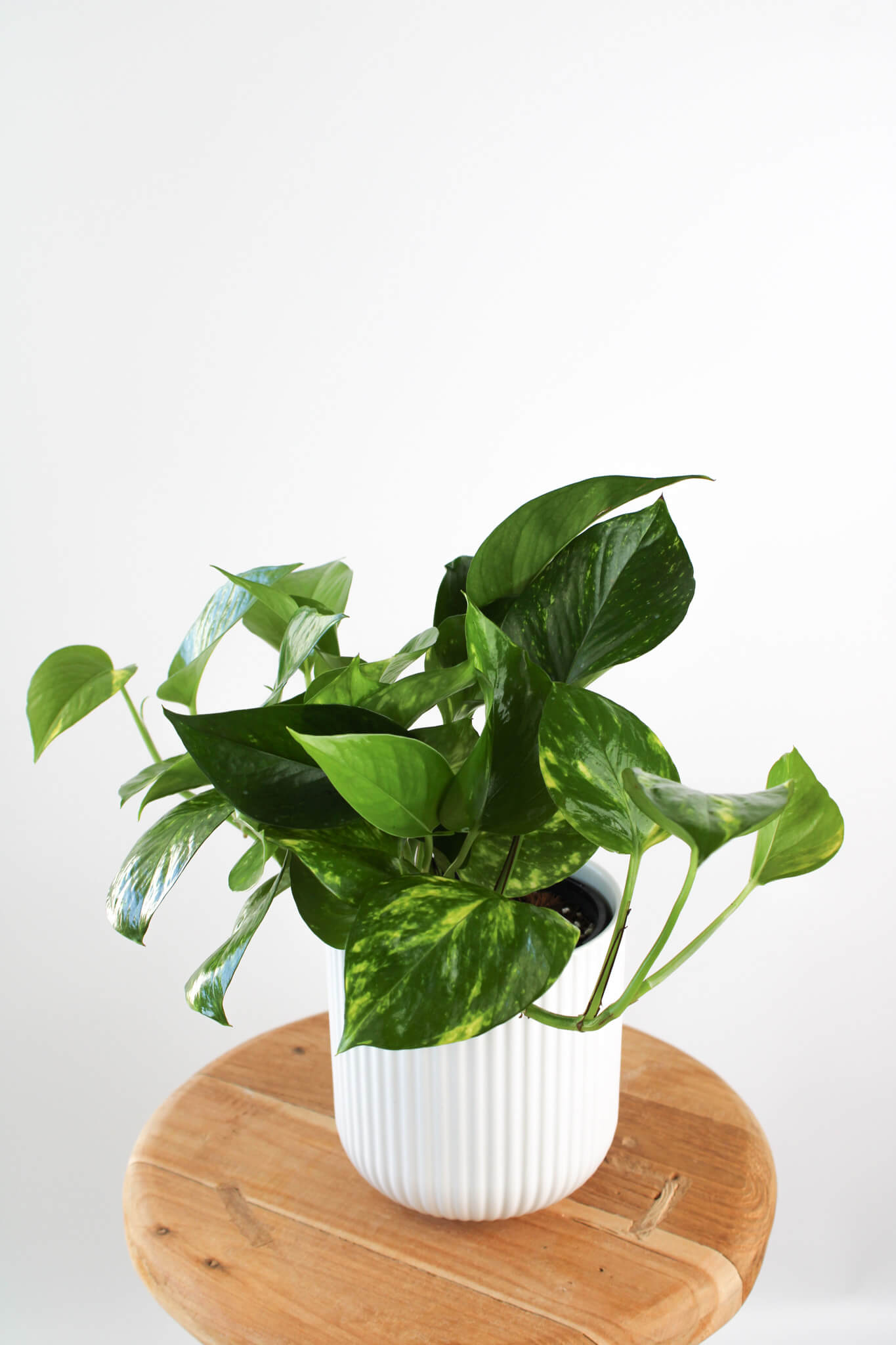 Devil's Ivy